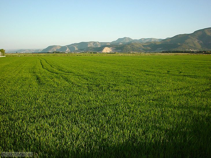 12032013172031_arrozales3