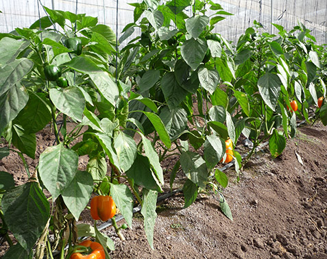 12042018103746_curso_fertilizantes_infoagro