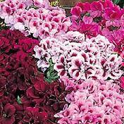 12062012104904_pelargonium176x176