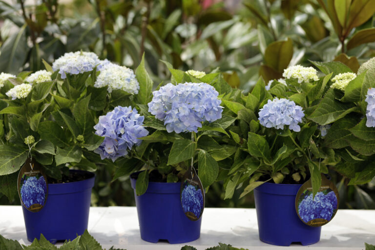 12092012185328_plantas_iberflora