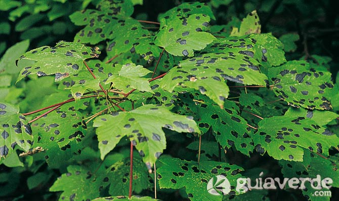13012015150535_14011318pa