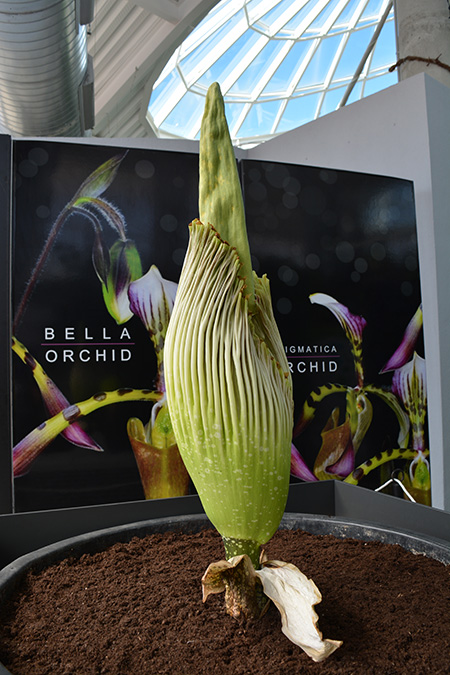 13032017131830_orquidario2