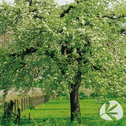 13042012143652_arbol