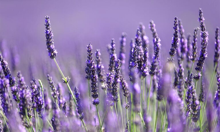 14012019091041_lavanda
