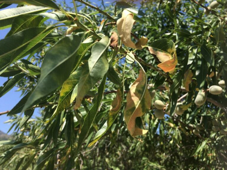 14032018113805_xylella