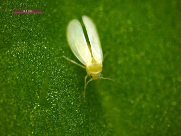 14062012171238_image365_