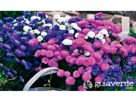 14112014080707_flores