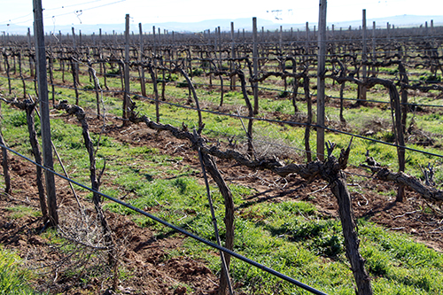 15032017131635_1_vinedo_dehesa_los_llanos_con_cubierta_vegetal
