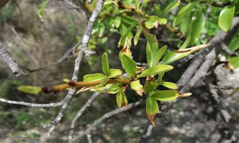 15102018082451_phytoma_xylella