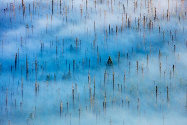 16-dead-forest_8ef86258_1280x853_31122020082544