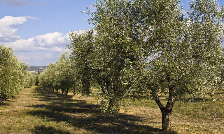 16112018095536_olivo-xylella