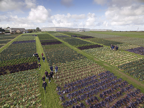 17012018150831_vista_aerea_del_campo_de_ensayos_de_brassicas_de_syngenta_en_francia
