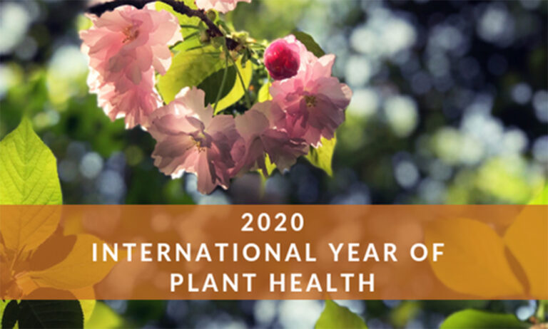 17012019120223_sanidad-vegetal-internacional