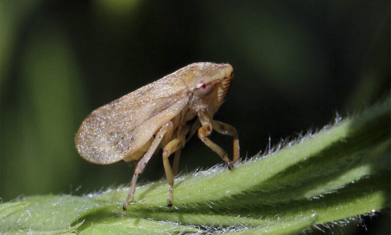 17122018093607_xylella-fastidiosa