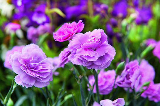 18052018110440_flores