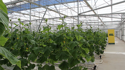 19042018180942_vista_del_invernadero_para_plantas_resistentes