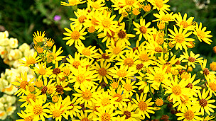 19062012165343_120618163234_ragwort_304x171_ap_nocredit