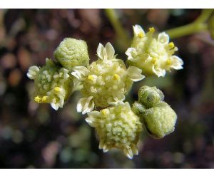 19072012114004_20472_guayule