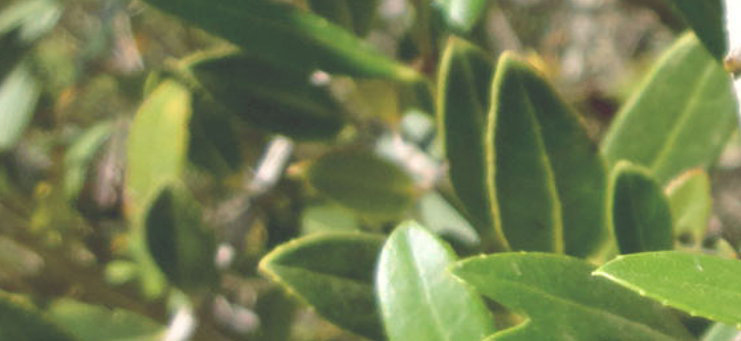 19072018161612__xylella_2