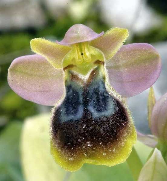 19092012125025_orquidea