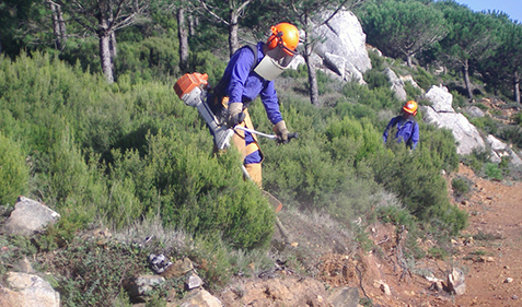 20042018115731_1521546550747trabajoforestalestandardn