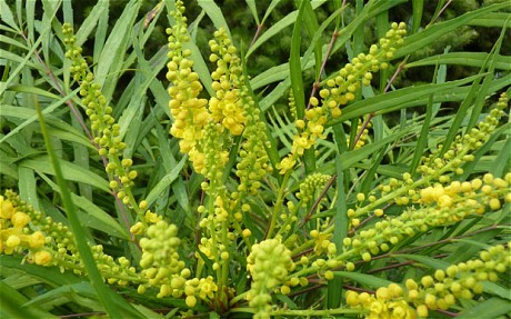 20052013155209_mahonia_2567796c