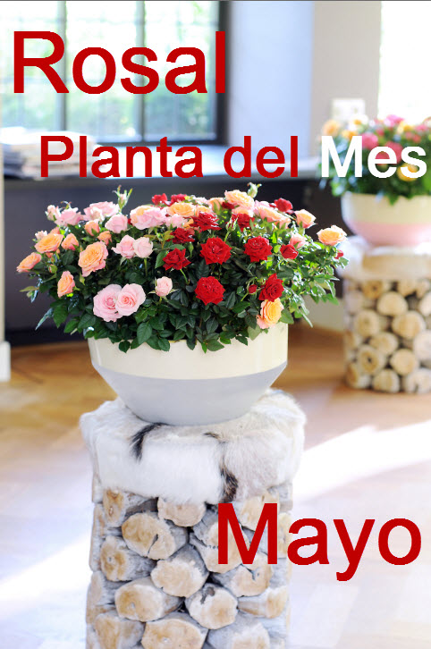20120504011408_Rosal_facebook_mayo
