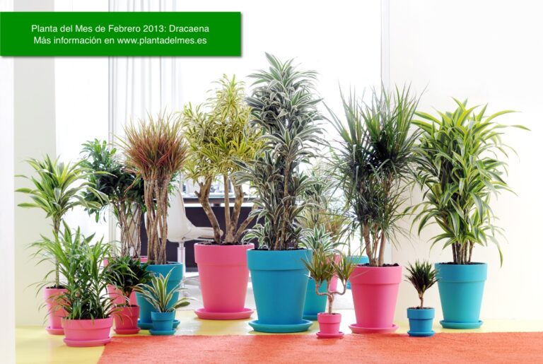 20130120070122_Dracaena_2013_12.50
