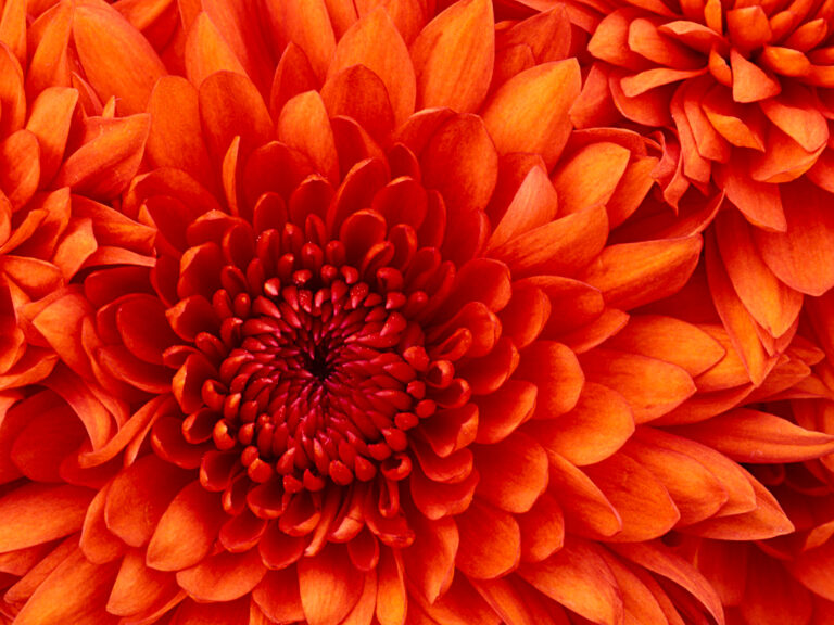 20130127020336_Chrysanthemum