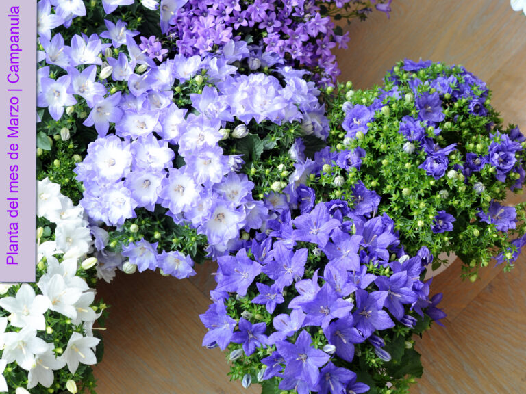 20130301103103_03_Campanula