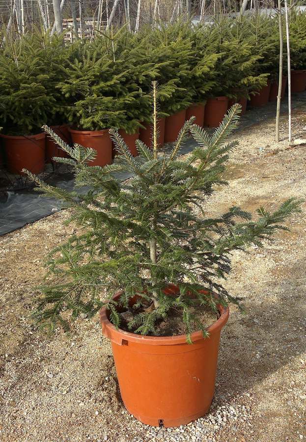 20130415044604_Abies_alba_C40L_70-100_cm_8-3-13
