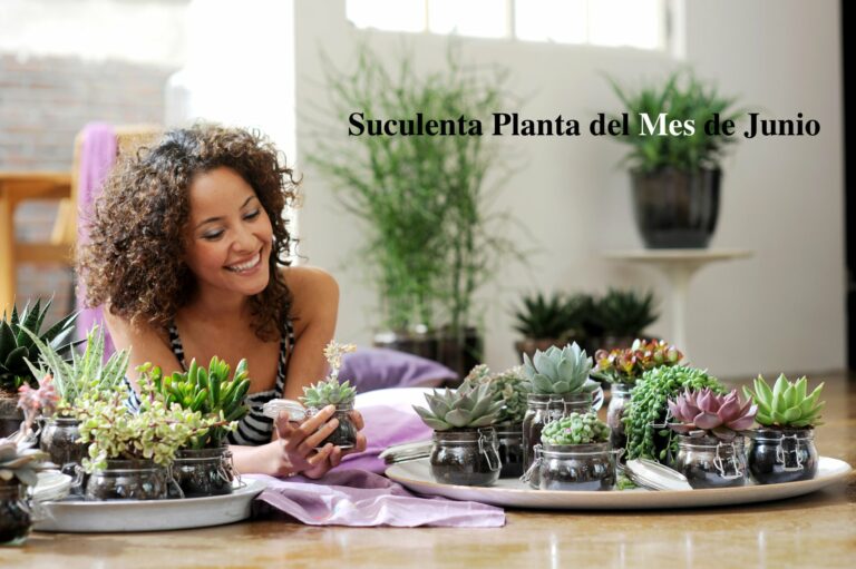 20130604103646_face_suculenta
