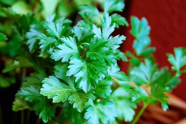 20130801110507_parsley-126155_1280