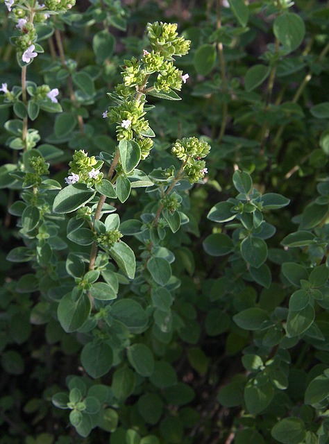 20130902010727_oregano-74304_640