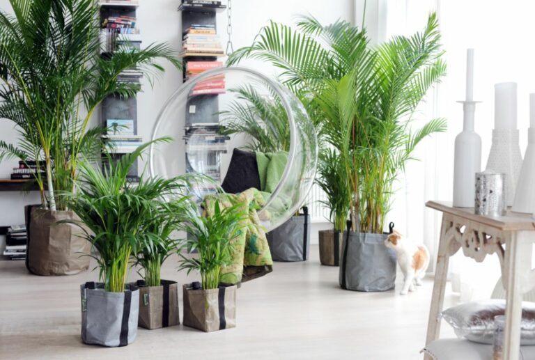 20130908070118_plantadelmes