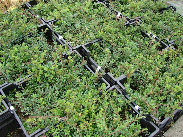 20130924075034_Arctostaphylos_uva-ursi_3