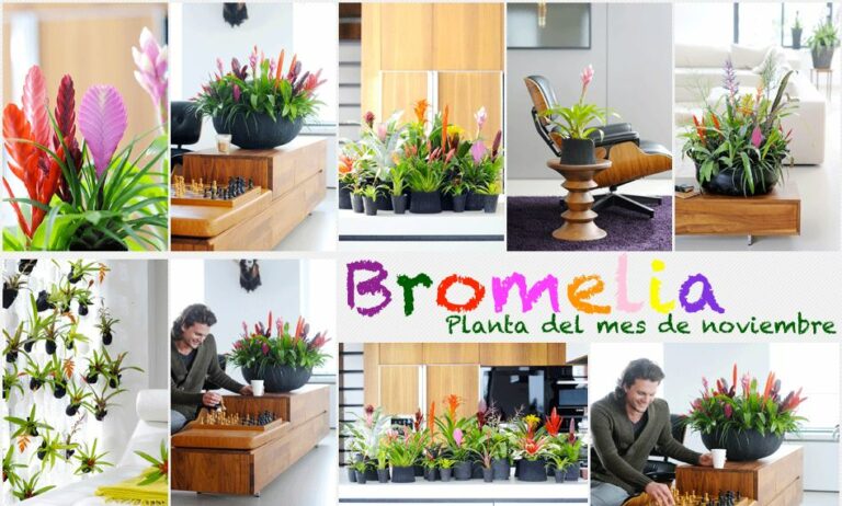 20131111110003_face_bromel