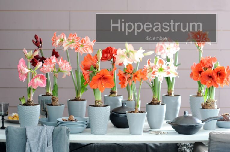 20131202020148_Hippeastrum