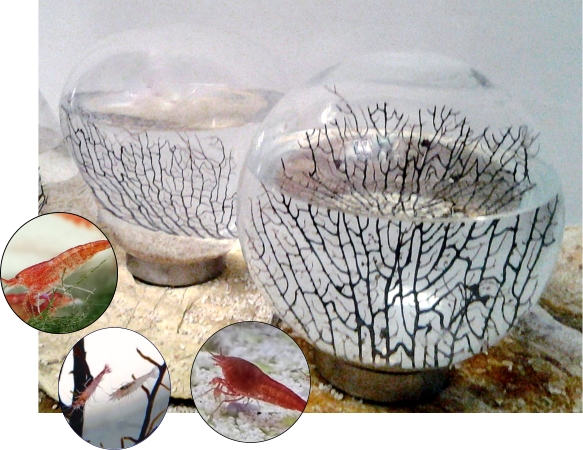 20140211062250_biosfera_con_detalles