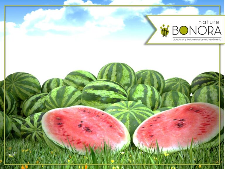 20160428014227_Sandia_-_como_cultivar_-_Bonora_Nature