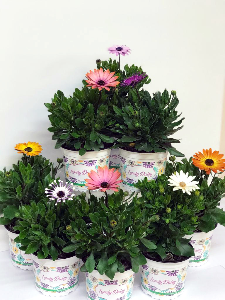 20190129103352_LOVELYDAISY