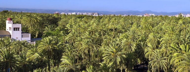 21062017124331_palmeral