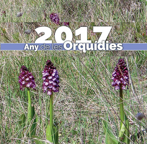 21072017085245_orquideas