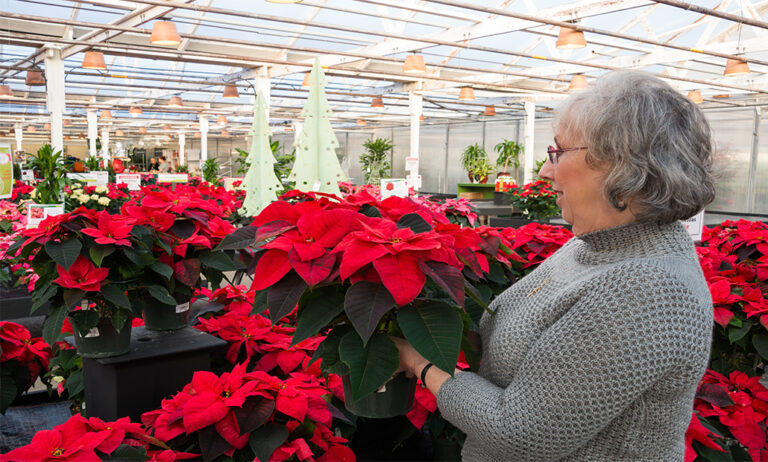 21122018101413_venta-poinsettias