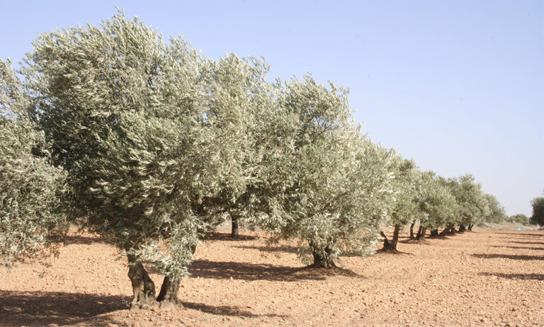 21122018111334_olivar-xylella