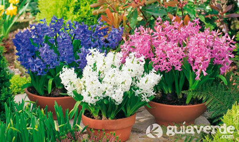 22012015102535_bulbos-de-primavera