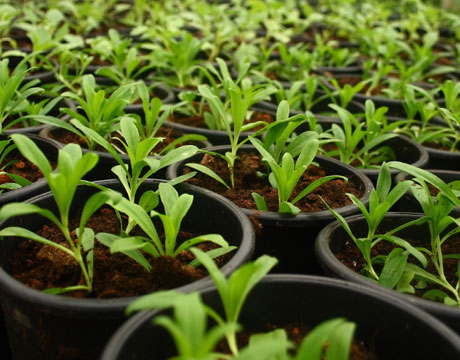 22112012100716_plantitas