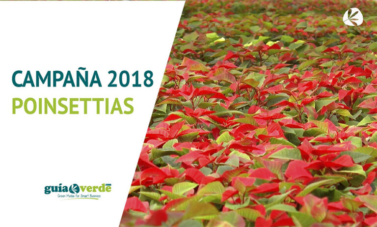 22112018093310_foto-miniatura-poinsettia