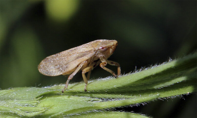 22112018115929_xylella