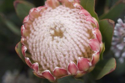 23032017114444_protea_susannae_x_magnifica_susara